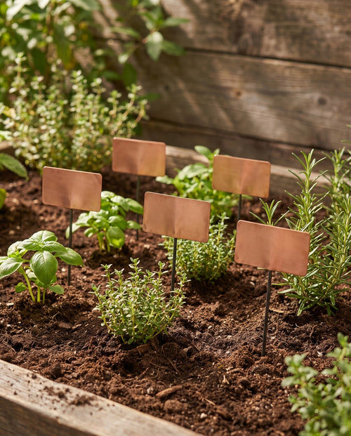 Copper Plant Labels, Pack of 20 in use